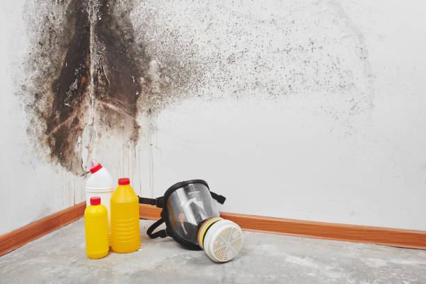 Attic Mold Removal in Huron, SD