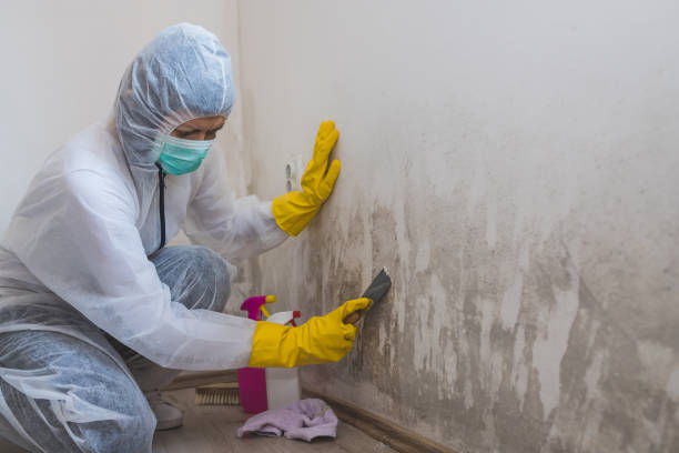 Best Certified Mold Removal  in Huron, SD
