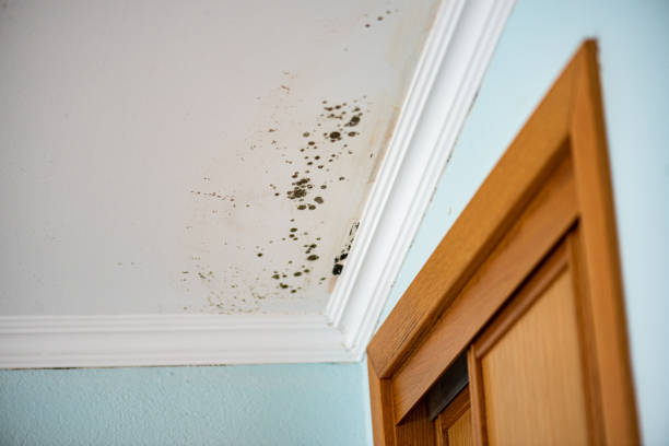 Best Mold Cleaning Services  in Huron, SD