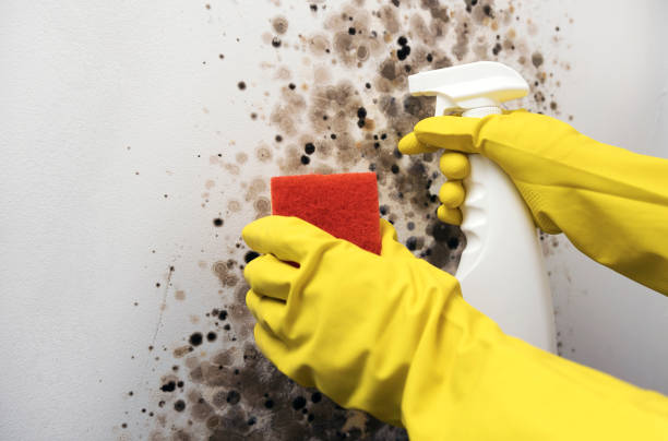 Best Commercial Mold Removal  in Huron, SD